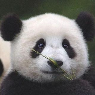 panda gaming