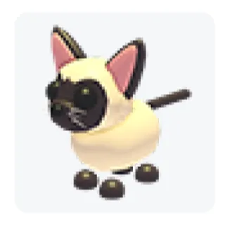 Siamese Cat