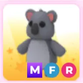 MFR koala