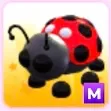 mega ladybug