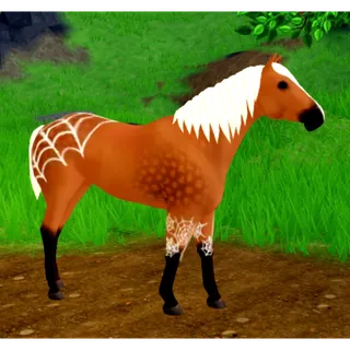 WHI spiderweb appaloosa