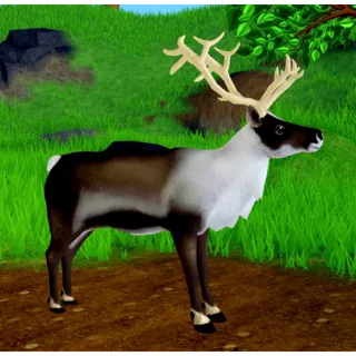 WHI reindeer