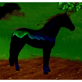 WHI northern lights Andalusian