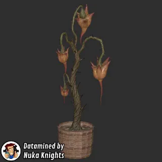 Potted Prickeye Plan