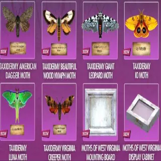 Full Set Of Taxidermy Moths And Displays