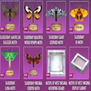 Full Set Of Taxidermy Months And Displays