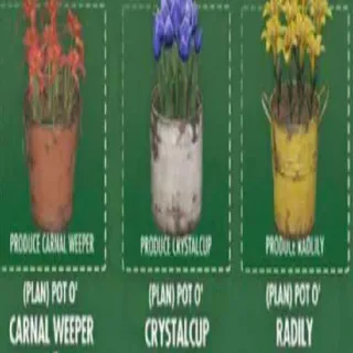 Pot'o Big Bloom Event All 3 Pots