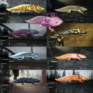 All X9 Axolotl So Far