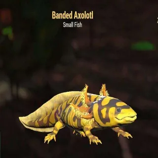 Banded Axolotl