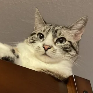 Dino’s Store⚡️