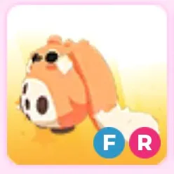 FR cabbit