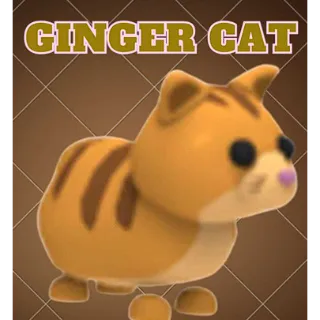 24x Ginger Cat