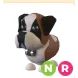 St Bernard NR Adopt Me