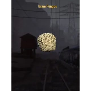500 Brain Fungus