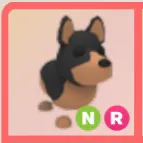 neon(r)australian kelpie