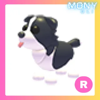 R BORDER COLLIE