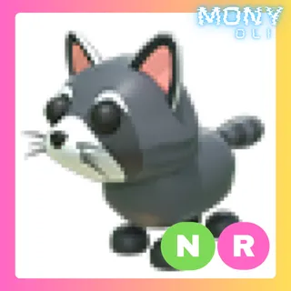 NR RACCOON