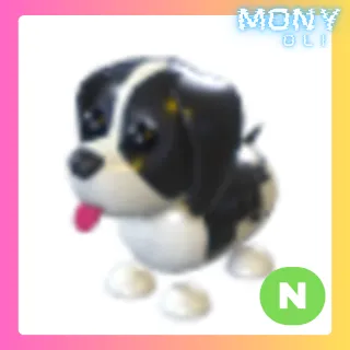 NEON BLACK SPRINGER SPANIEL