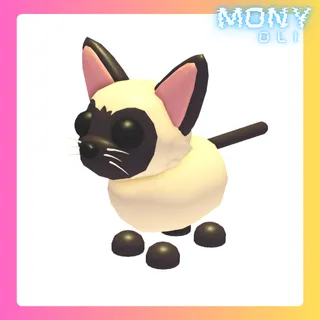 SIAMESE CAT