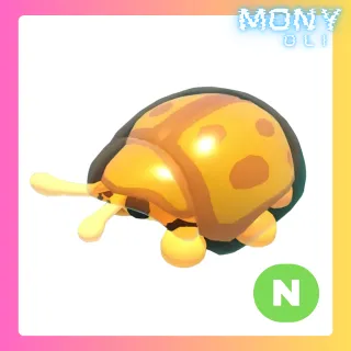 NEON GOLDEN TORTOISE BEETLE 