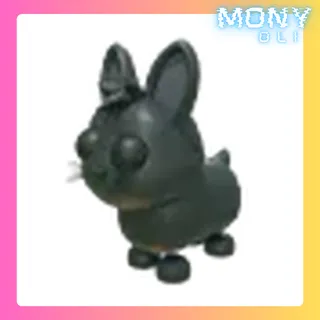 AMAMI RABBIT 