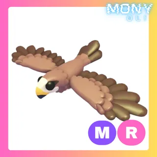 MR BLACK KITE