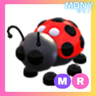MR LADYBUG