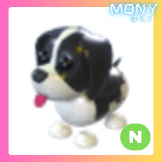 NEON BLACK SPRINGER SPANIEL