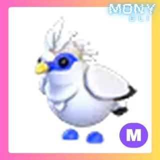 MEGA NEON BALI STARLING 