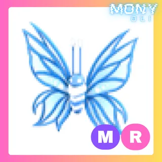 MR BIRTHDAY BUTTERFLY 2024 