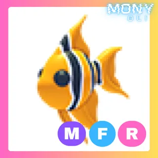 MFR ANGELFISH 