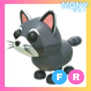 FR RACCOON