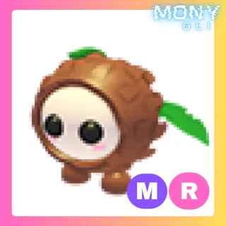 MR COCONUT FRIEND