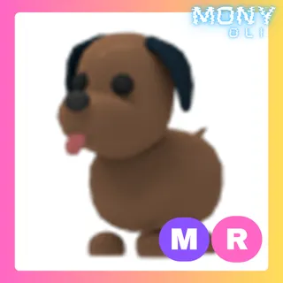MR CHOCOLATE LABRADOR 