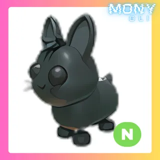NEON AMAMI RABBIT 