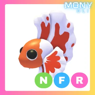 NFR ORANGE BETTA FISH 
