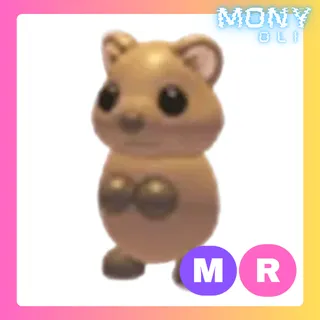 MR QUOKKA