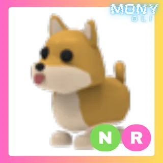 NR SHIBA INU 