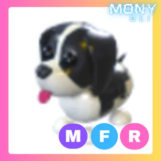MFR BLACK SPRINGER SPANIEL