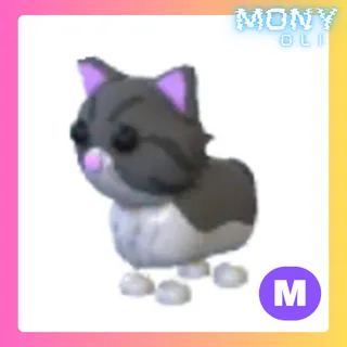 MEGA NEON PERSIAN CAT 