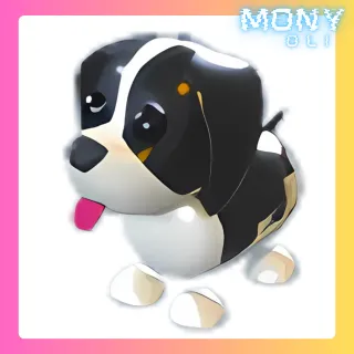 BLACK SPRINGER SPANIEL