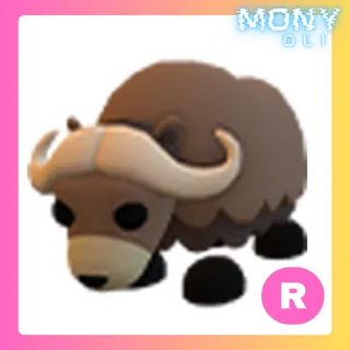 R MUSK OX