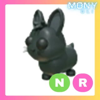 AMAMI RABBIT NR