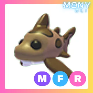 MFR LEOPARD SHARK