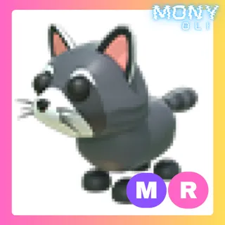 MR RACCOON