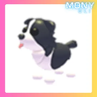 BORDER COLLIE