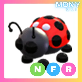 NFR LADYBUG