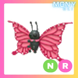 NR 2021 UPLIFT BUTTERFLY 