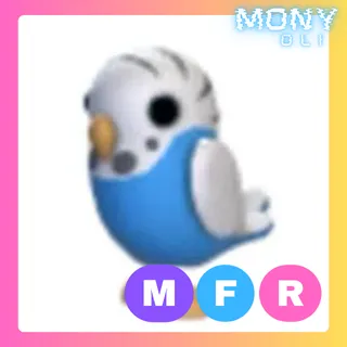 MFR PARAKEET