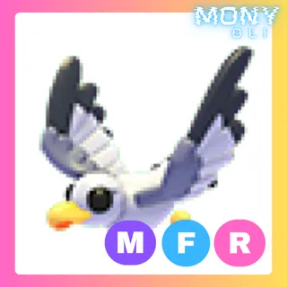 MFR SEAGULL